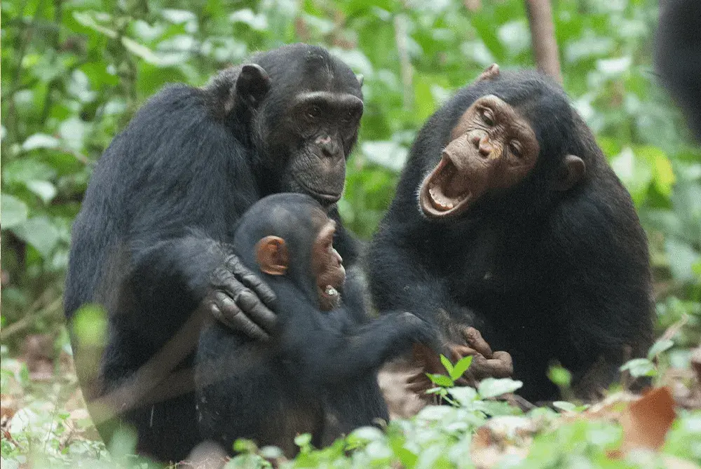 gombe national park